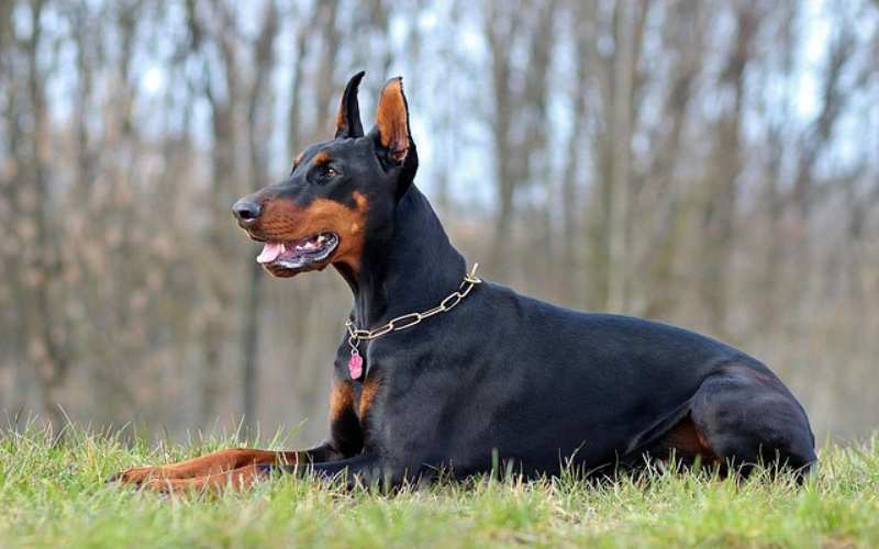 scary doberman names