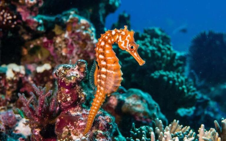 690 Seahorse Names with Fascinating Meanings