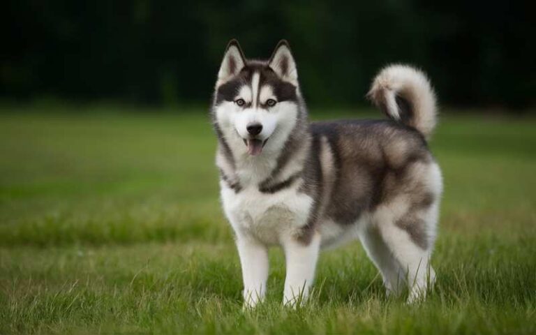 900 Siberian Husky Names and Their Meanings: A Complete Guide for Dog Owners