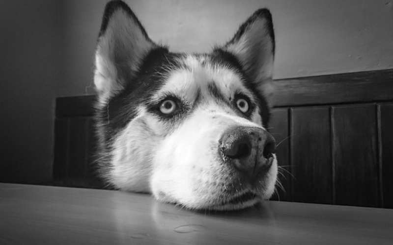 siberian husky wolf names