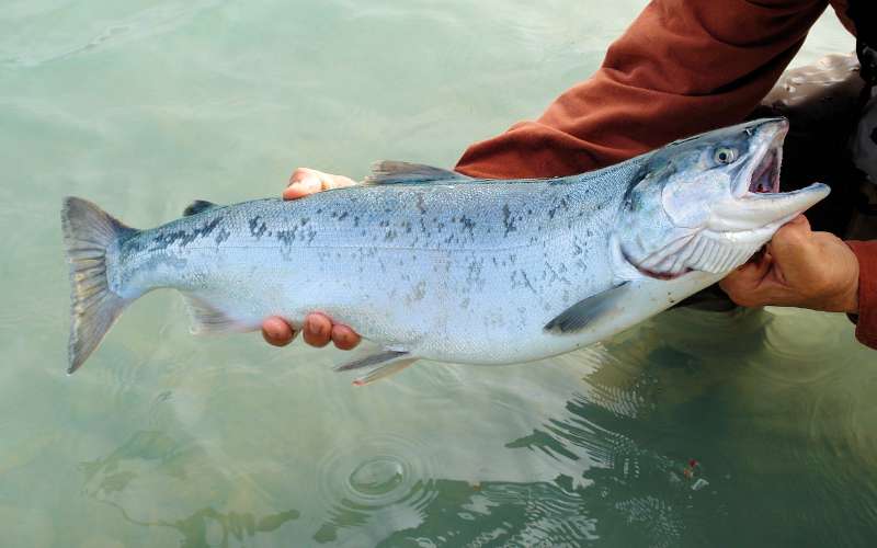 silver salmon names