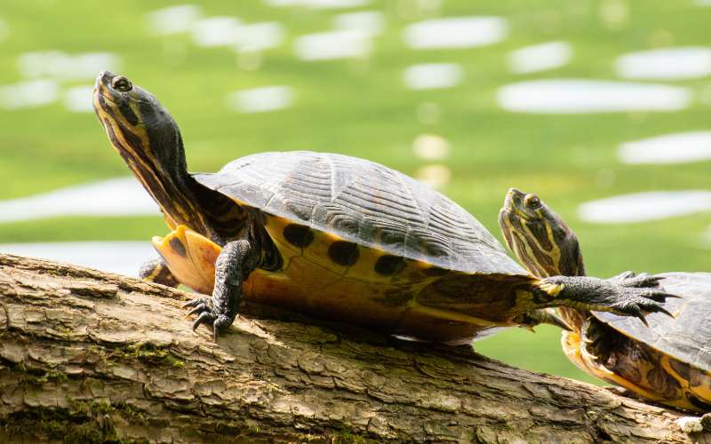 sulcata tortoise names