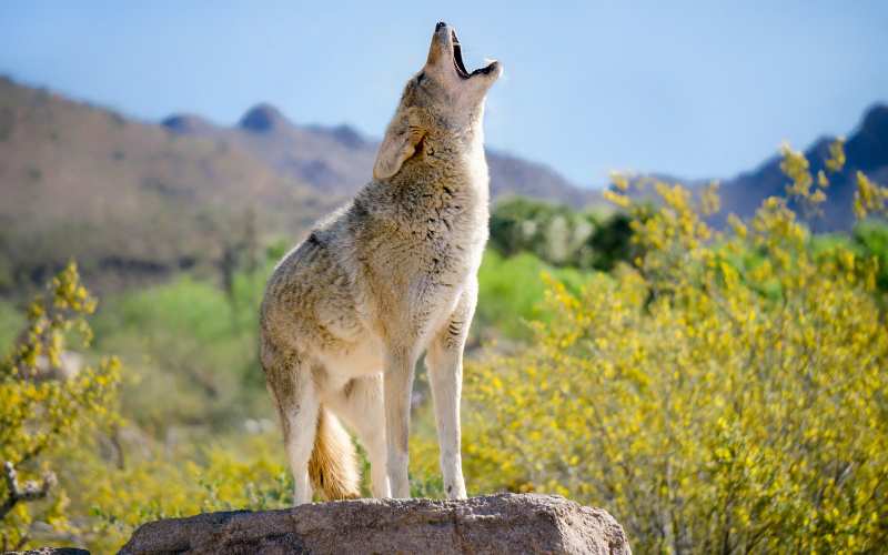 therian coyote names