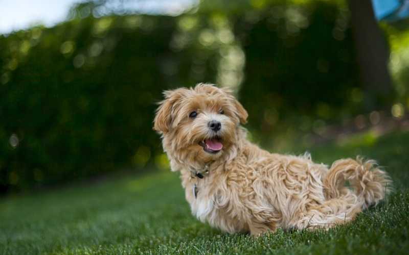 unique maltipoo names