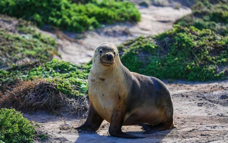 walrus baby name