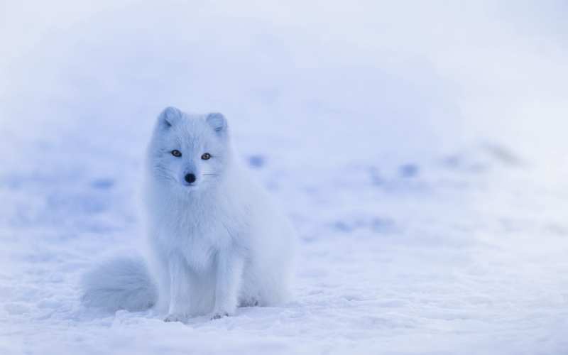 white fox names