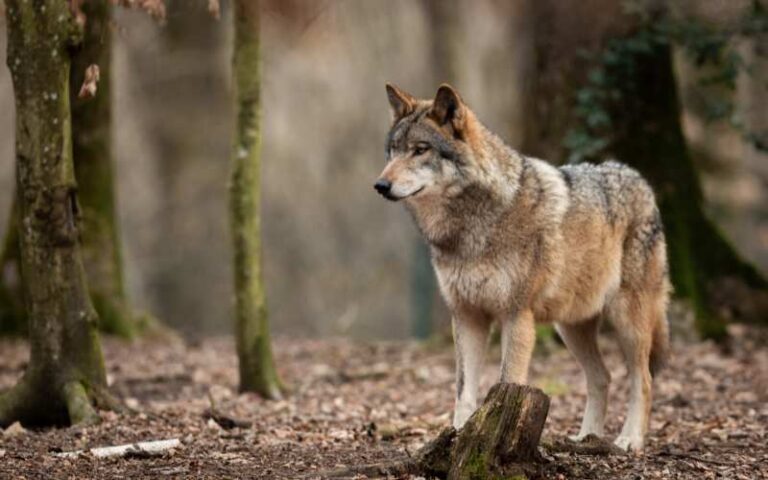 900 Fascinating Wolf Names: Explore Their Meanings and Origins