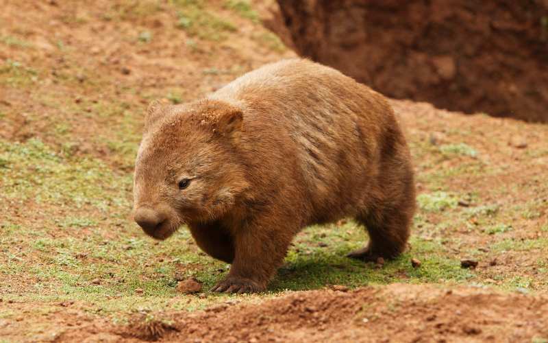 wombat common name