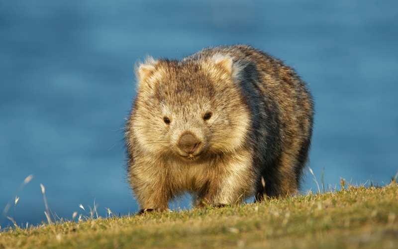 wombat indigenous name