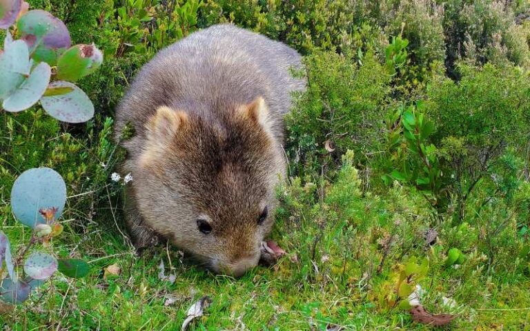 From A to Z: 600 Wombat Names with Detailed Meanings