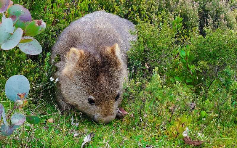 wombat names