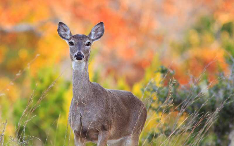 baby deer names