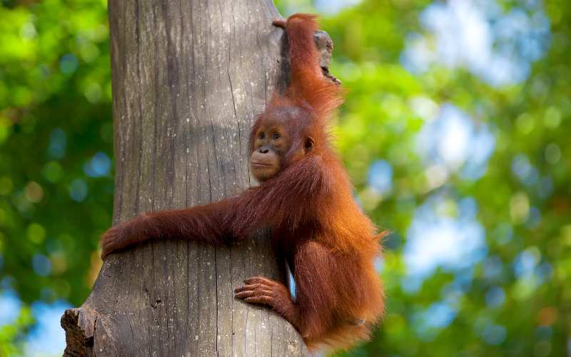 baby orangutan names