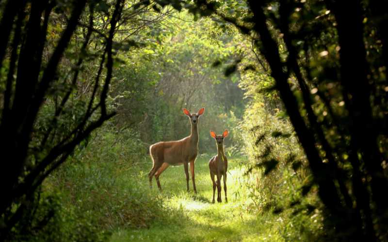 cute deer names