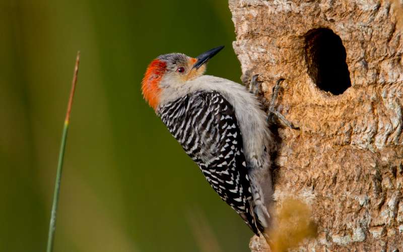 cute woodpecker names