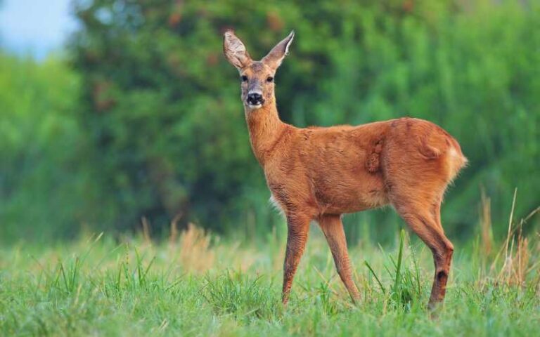 600 Deer Names That Capture Their Grace and Charm