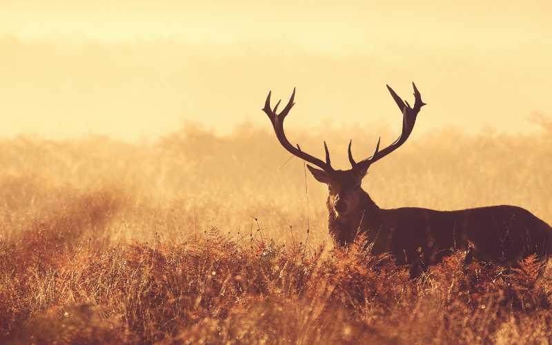 deer names for bucks