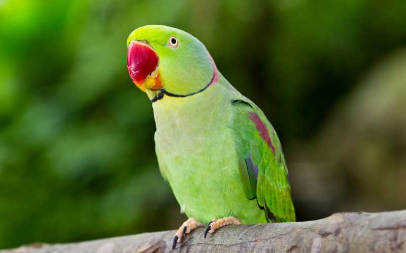 famous parrot names