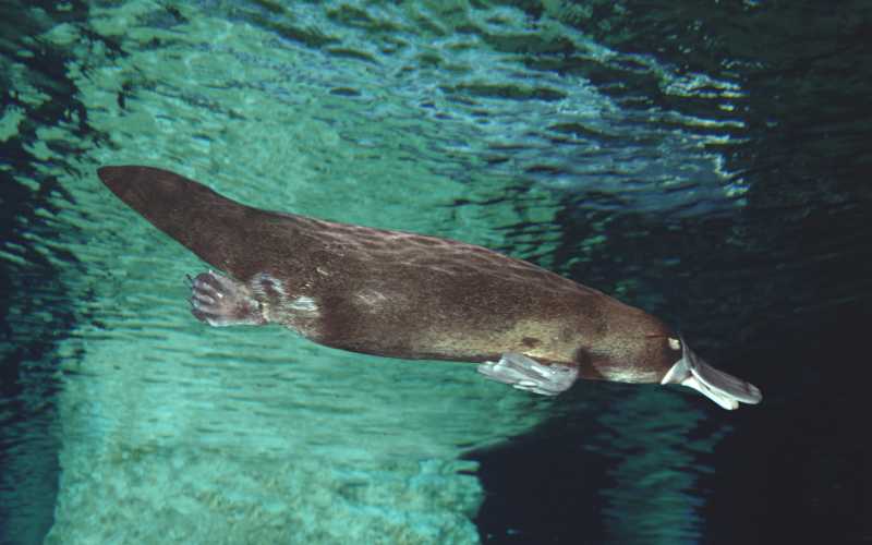 famous platypus names