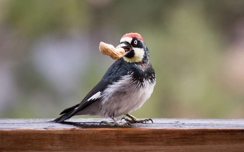 female woodpecker names