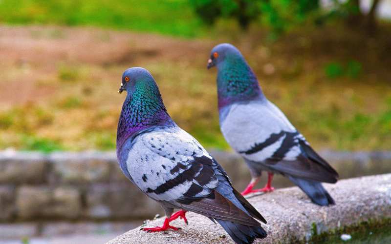 good pigeon names