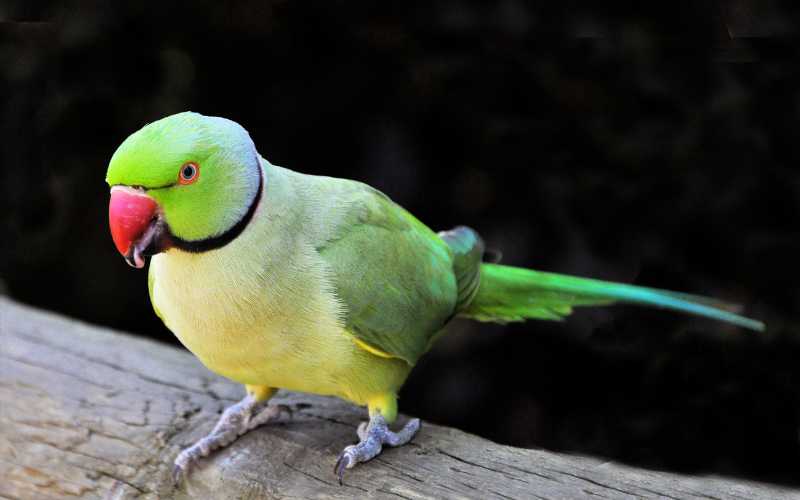 green parrot names male