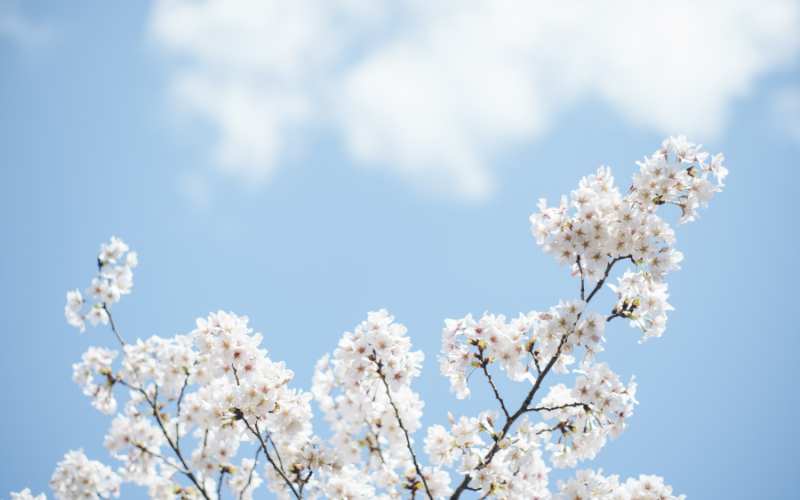 japanese girl names meaning winter flower