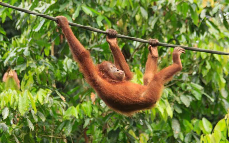 melbourne zoo orangutan names