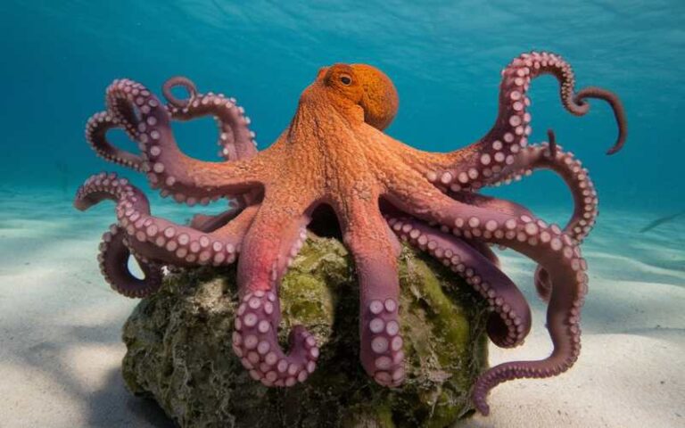 600 Octopus Names to Inspire Your Aquatic Adventure