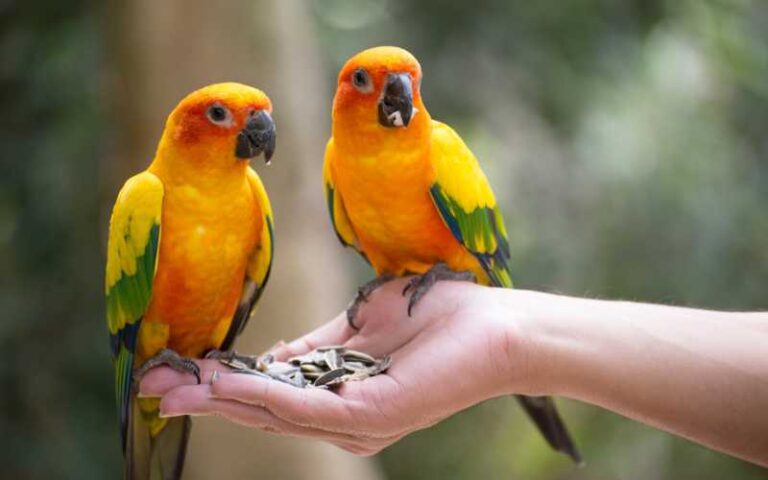 Charming and Unique: 600 Parrot Names with Their Meanings