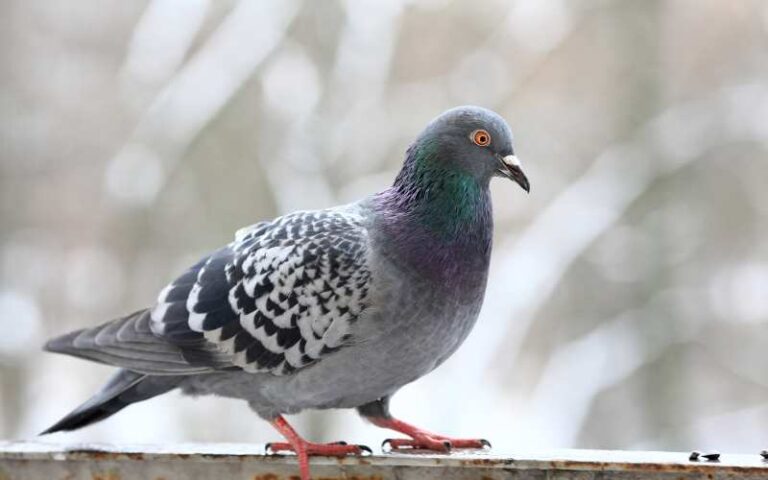 600 Unique and Adorable Pigeon Names You’ll Love