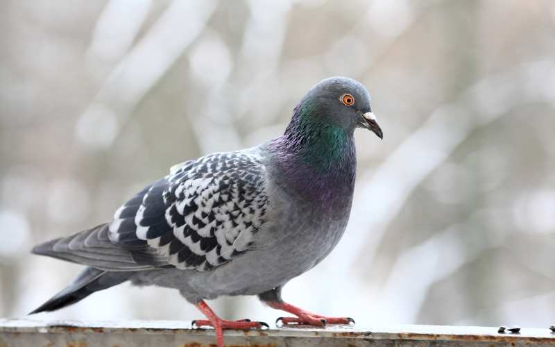 pigeon names