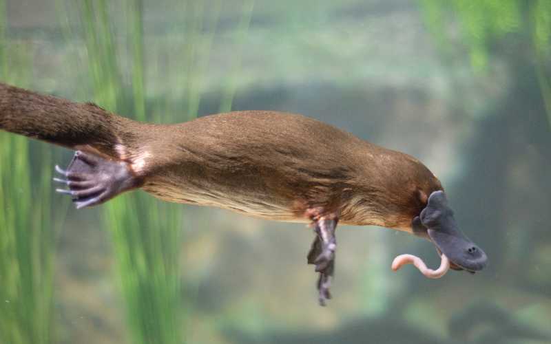 platypus pet names