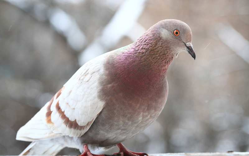 racing pigeon names