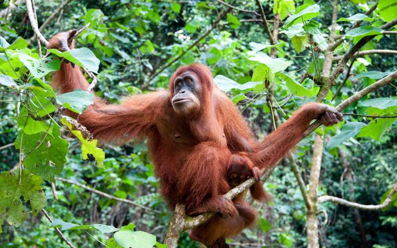 st louis zoo orangutan names