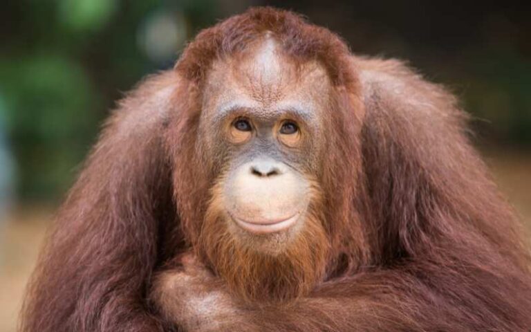 690 Top Orangutan Names: Creative and Meaningful Choices