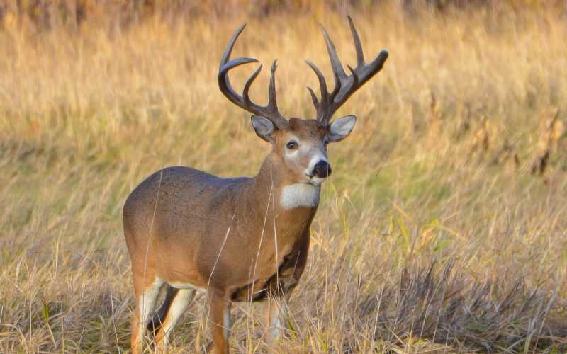 unique deer names male