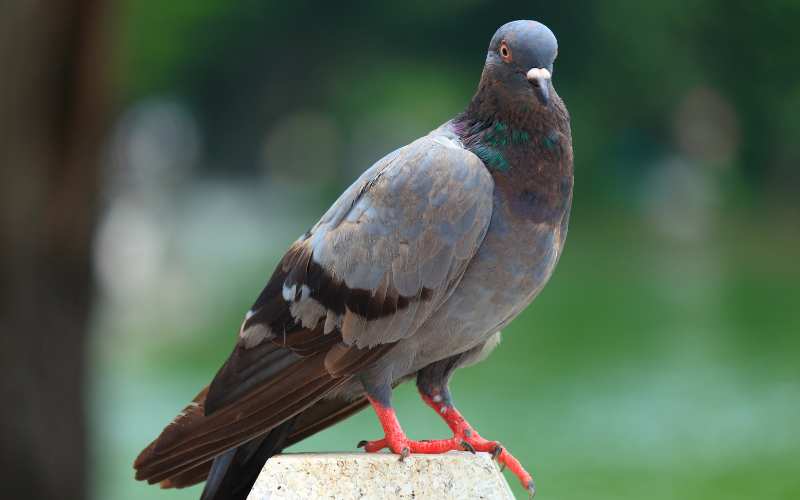 unique pigeon names male