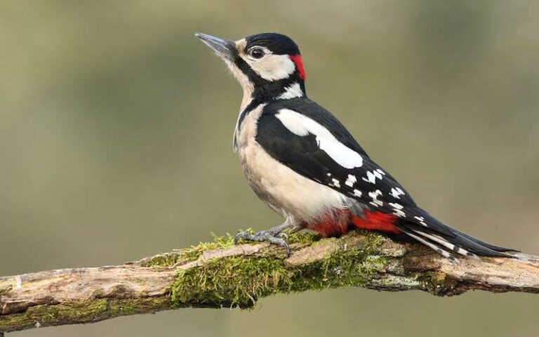 660 Unique Woodpecker Names and Their Meanings