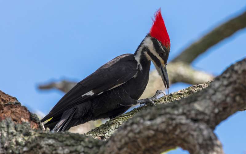 woodpecker names uk