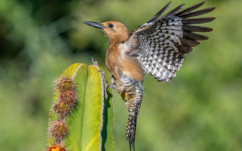 woodpecker nicknames